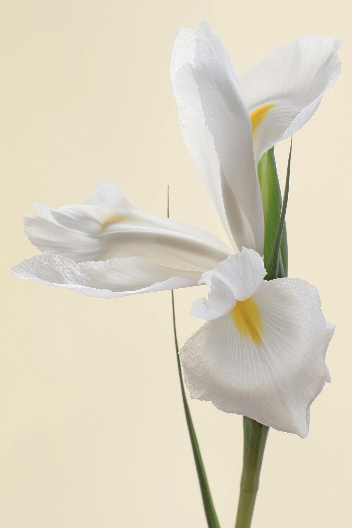 White Iris Flower Portrait Poster och Canvastavla