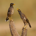 Common Mynas Poster och Canvastavla