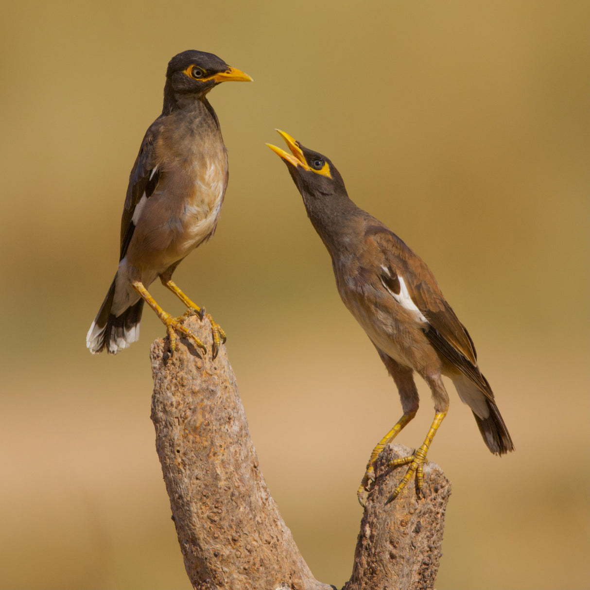 Common Mynas Poster och Canvastavla