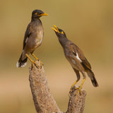 Common Mynas Poster och Canvastavla