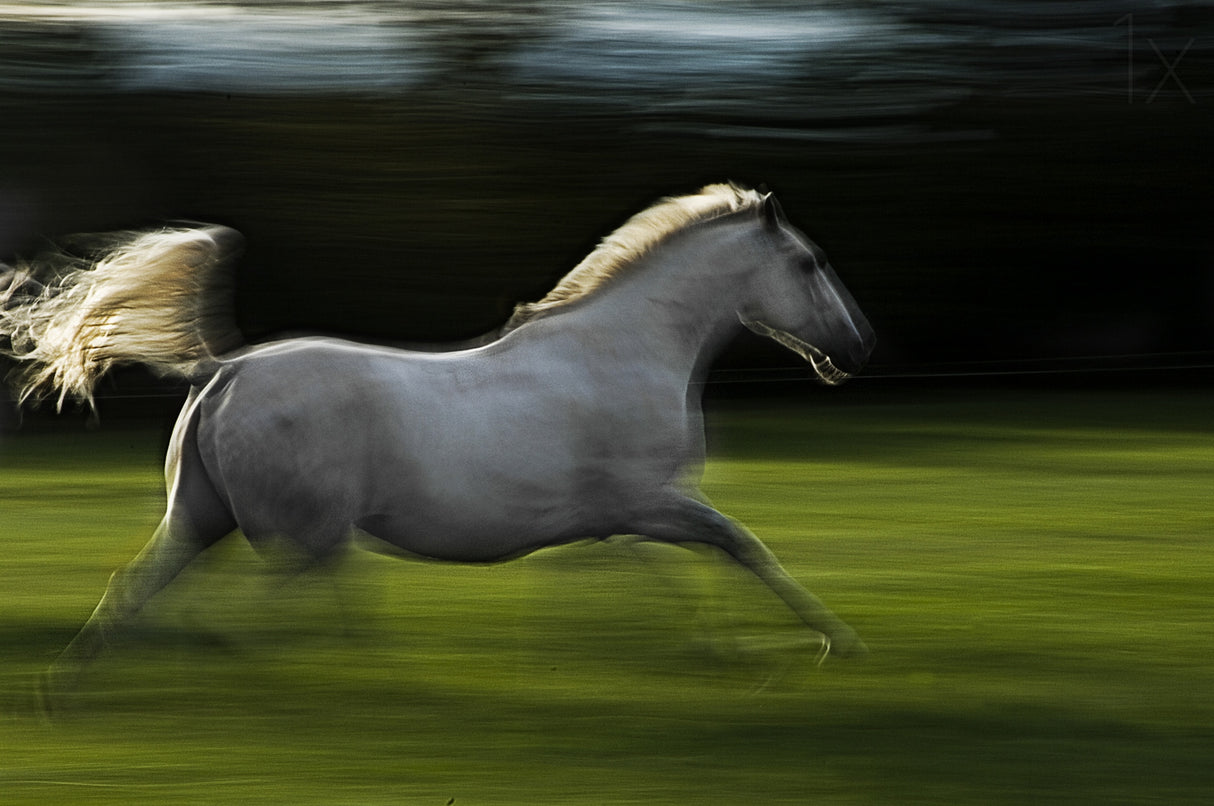 Winged horse Poster och Canvastavla