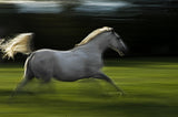 Winged horse Poster och Canvastavla