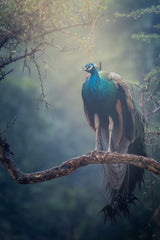 Peacock in Rain Poster och Canvastavla