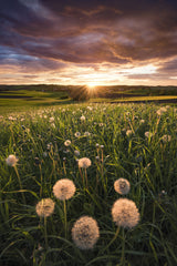 Poppy World Poster och Canvastavla