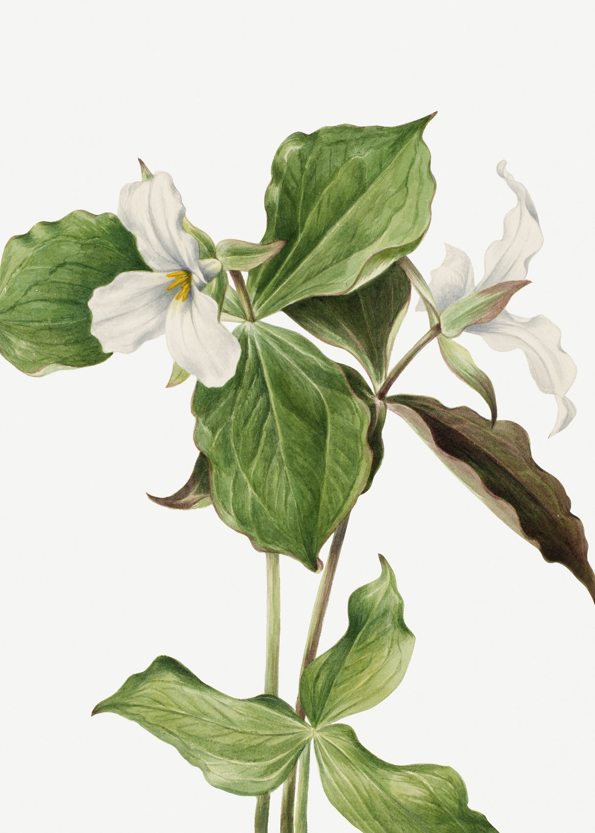 Large White Trillium Poster och Canvastavla
