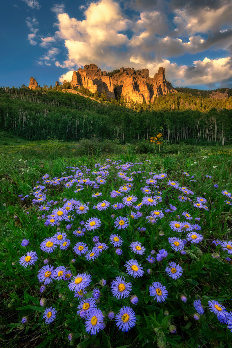 Canyon and Daisies Poster och Canvastavla