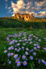 Canyon and Daisies Poster och Canvastavla