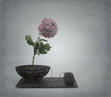 Zen impression with chrysant flower and a twist . Poster och Canvastavla