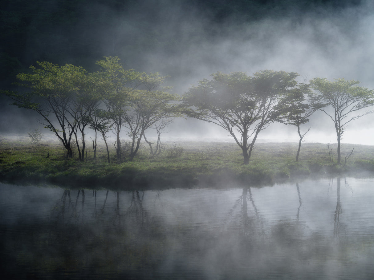 Trees in the Mist Poster och Canvastavla