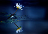 Reflection Poster och Canvastavla