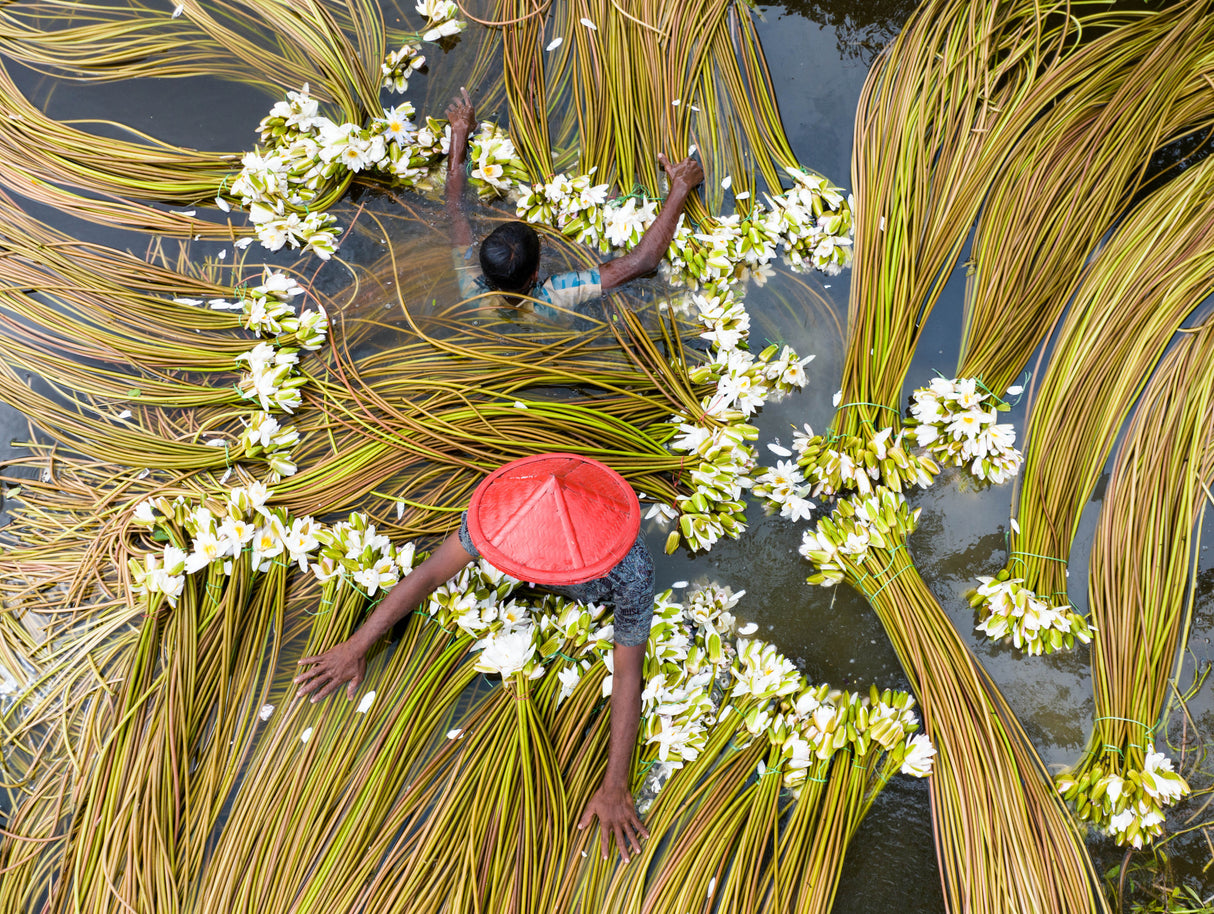 Waterlily sorting Poster och Canvastavla