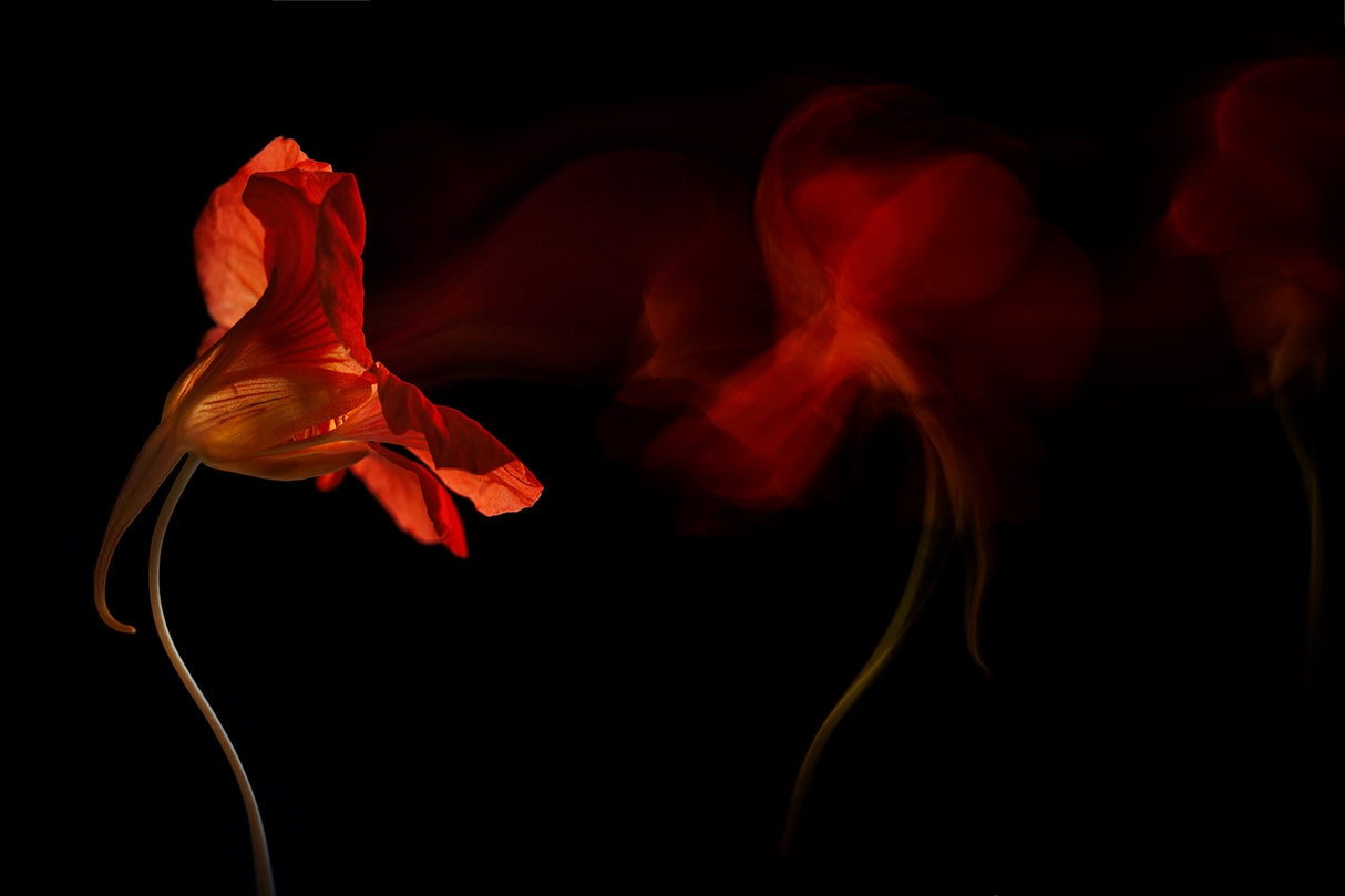 Flame of Flower Poster och Canvastavla