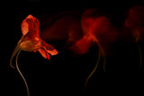 Flame of Flower Poster och Canvastavla