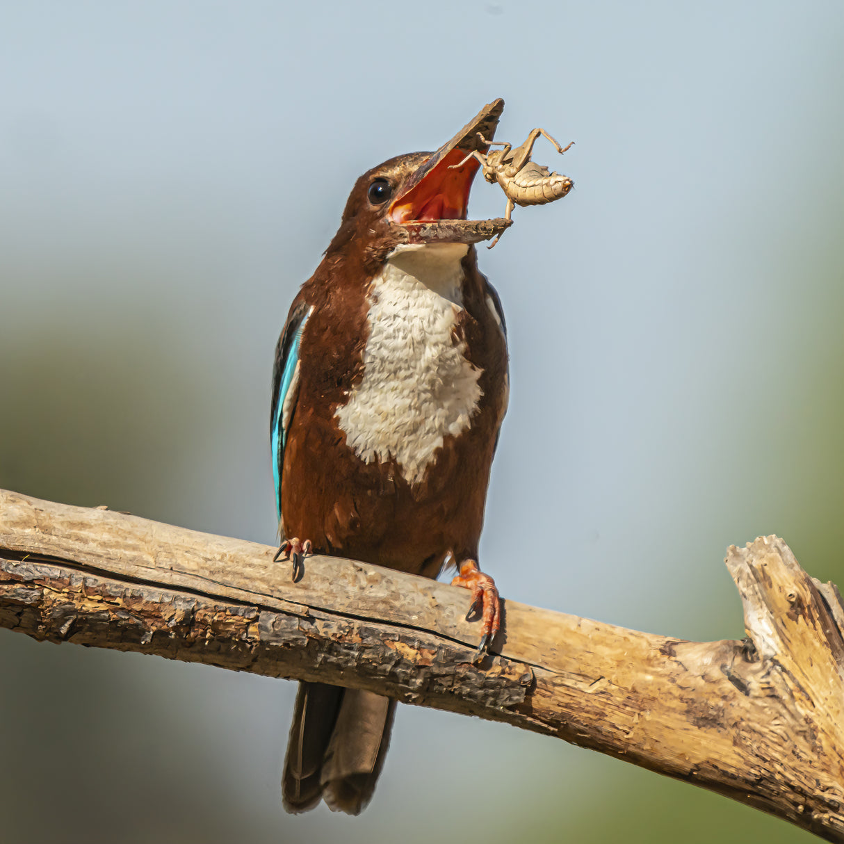 White-throated kingfisher Poster och Canvastavla