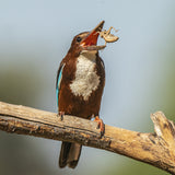 White-throated kingfisher Poster och Canvastavla