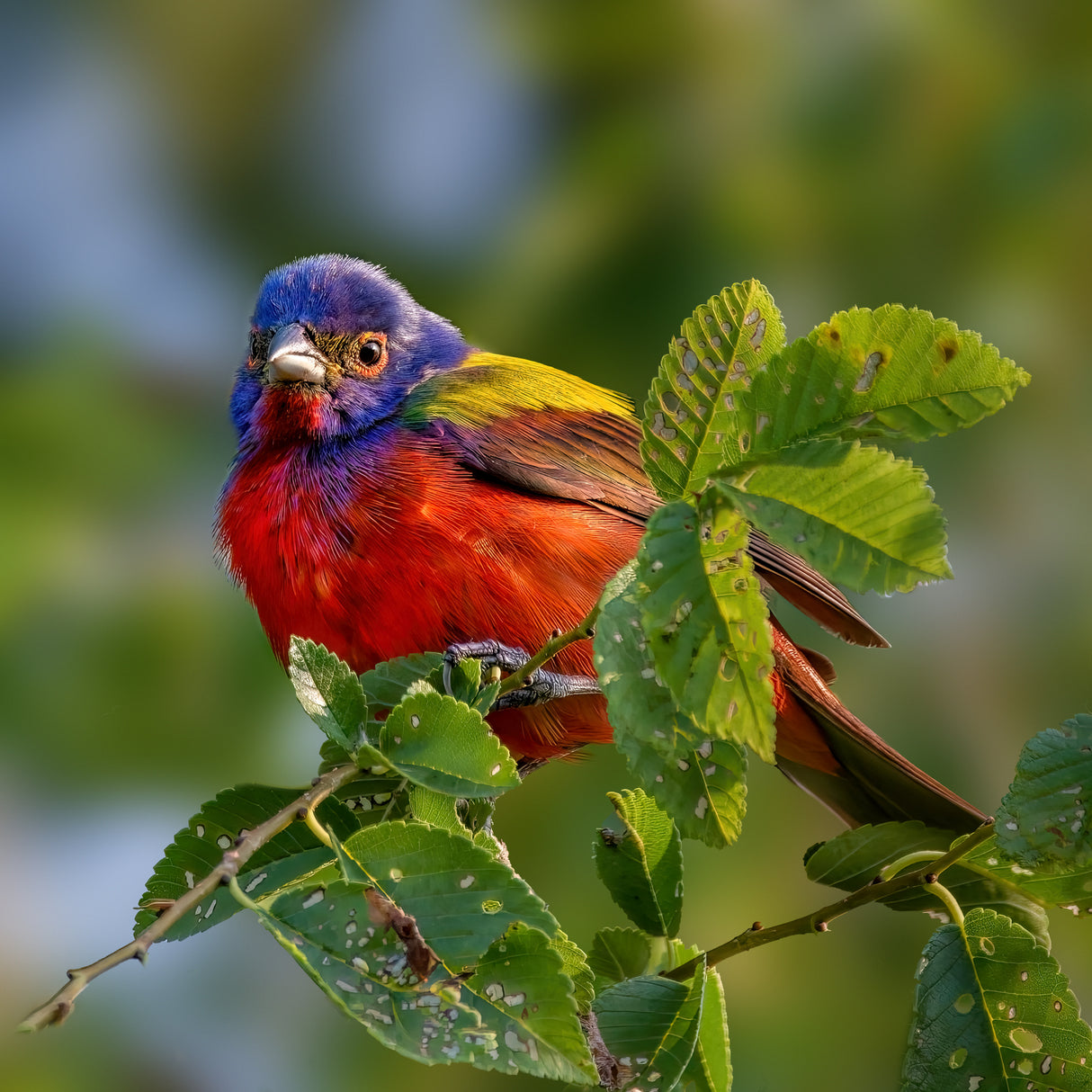 Painted bunting Poster och Canvastavla