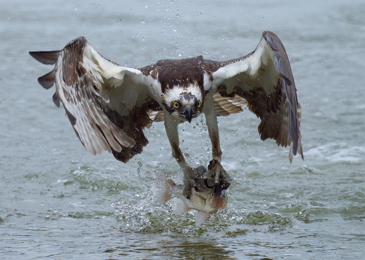 Osprey with catch Poster och Canvastavla
