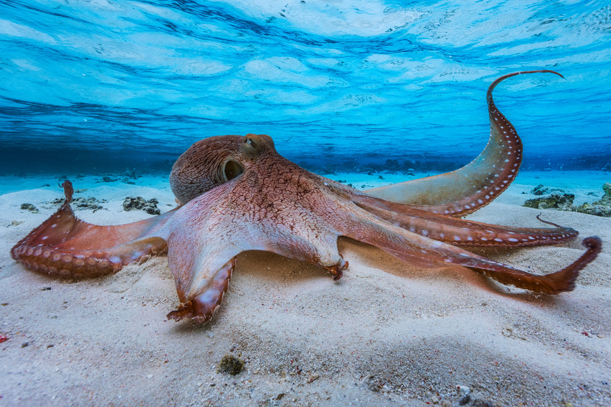 Octopus Poster och Canvastavla