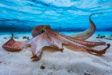 Octopus Poster och Canvastavla