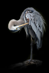 The Great Blue Heron Poster och Canvastavla
