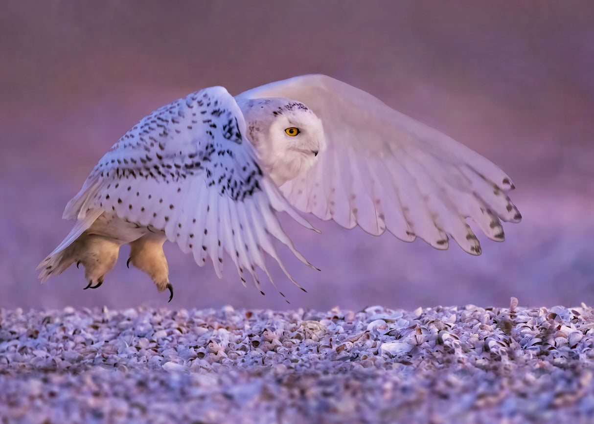 The Snow Owl in Flight Poster och Canvastavla