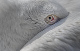 Eye Poster och Canvastavla