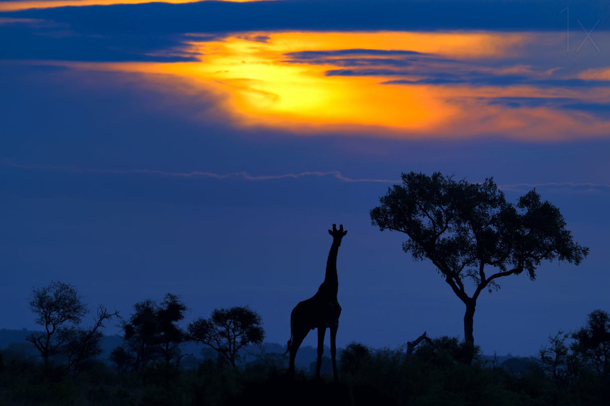 A Giraffe at Sunset Poster och Canvastavla