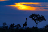 A Giraffe at Sunset Poster och Canvastavla