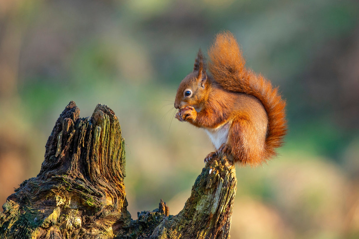 Red Squirrel Poster och Canvastavla