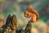 Red Squirrel Poster och Canvastavla
