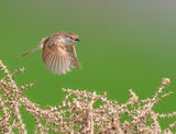 Graceful Prinia in Flight Poster och Canvastavla
