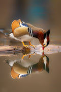 Mandarin dock, drinking and reflection Poster och Canvastavla