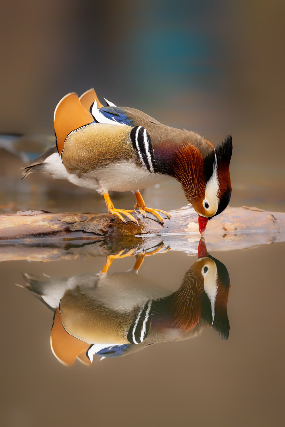 Mandarin dock, drinking and reflection Poster och Canvastavla