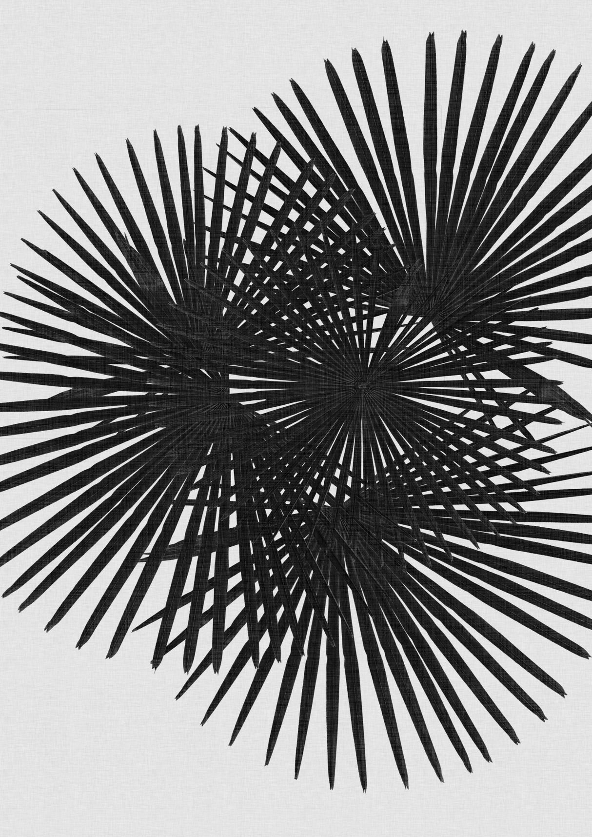 Fan Palm Black & White Poster och Canvastavla