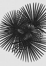 Fan Palm Black & White Poster och Canvastavla