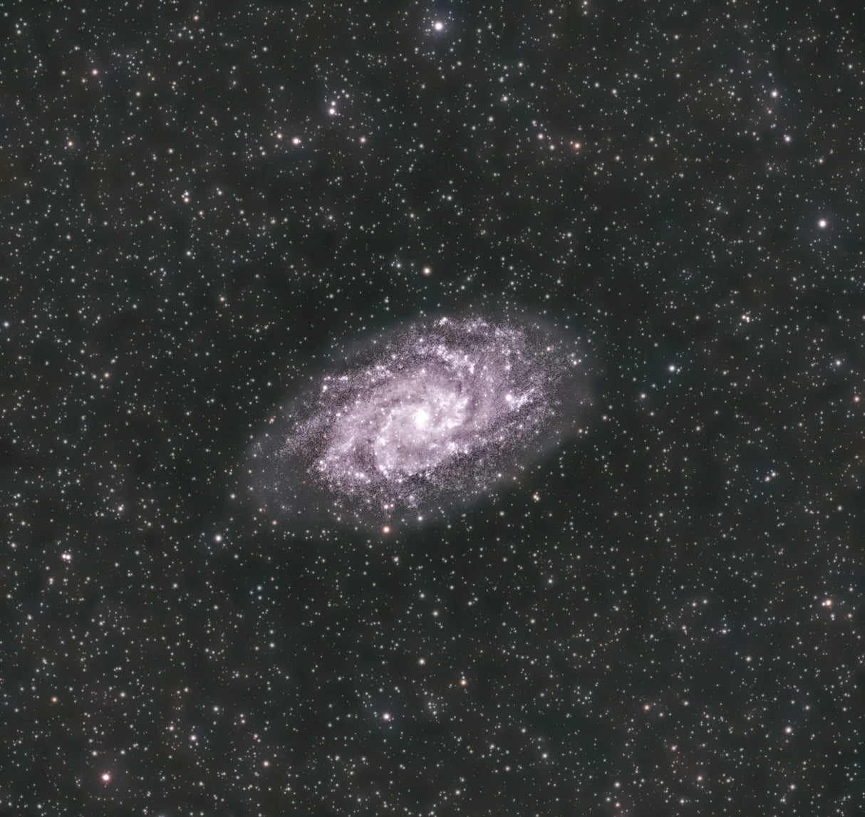 The Triangulum Galaxy Poster och Canvastavla