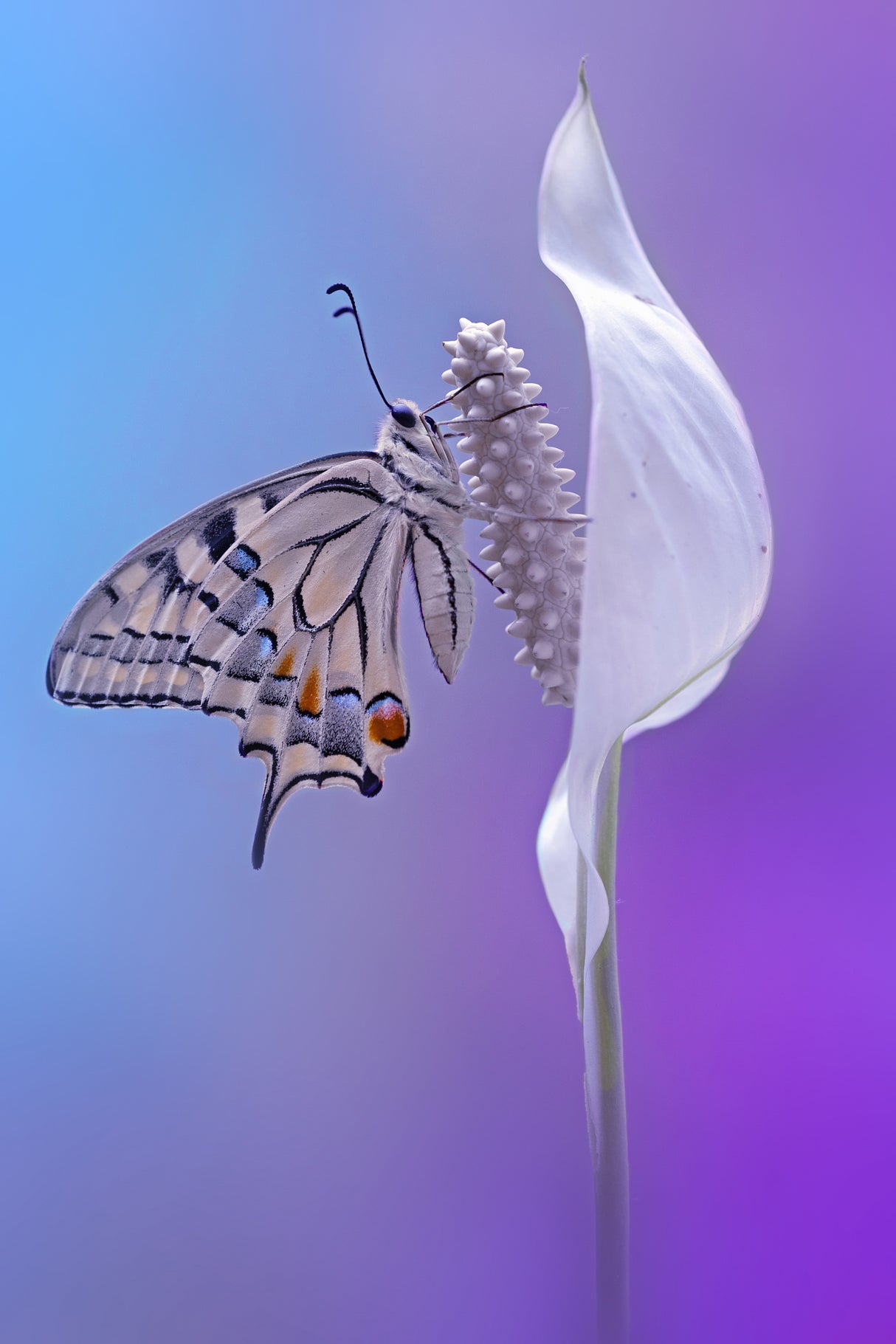 machaon butterfly Poster och Canvastavla