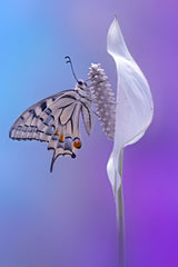 machaon butterfly Poster och Canvastavla