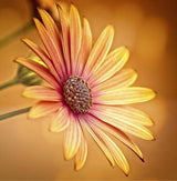 gerbera Poster och Canvastavla