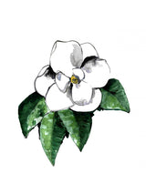 White magnolia Poster och Canvastavla