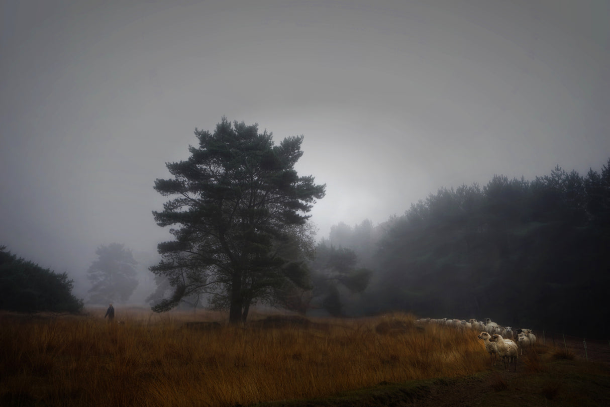 Foggy memory  of the past Poster och Canvastavla