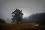 Foggy memory  of the past Poster och Canvastavla