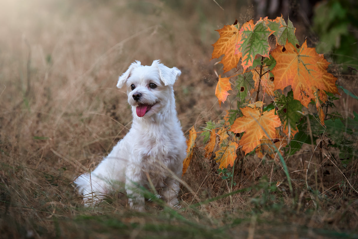 Autumn vibe... Poster och Canvastavla