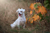Autumn vibe... Poster och Canvastavla