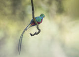 Resplendent quetzal  凤尾绿咬鹃 Poster och Canvastavla