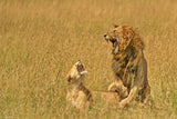 After the mating Poster och Canvastavla