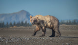 Ursus arctos horribilis Poster och Canvastavla