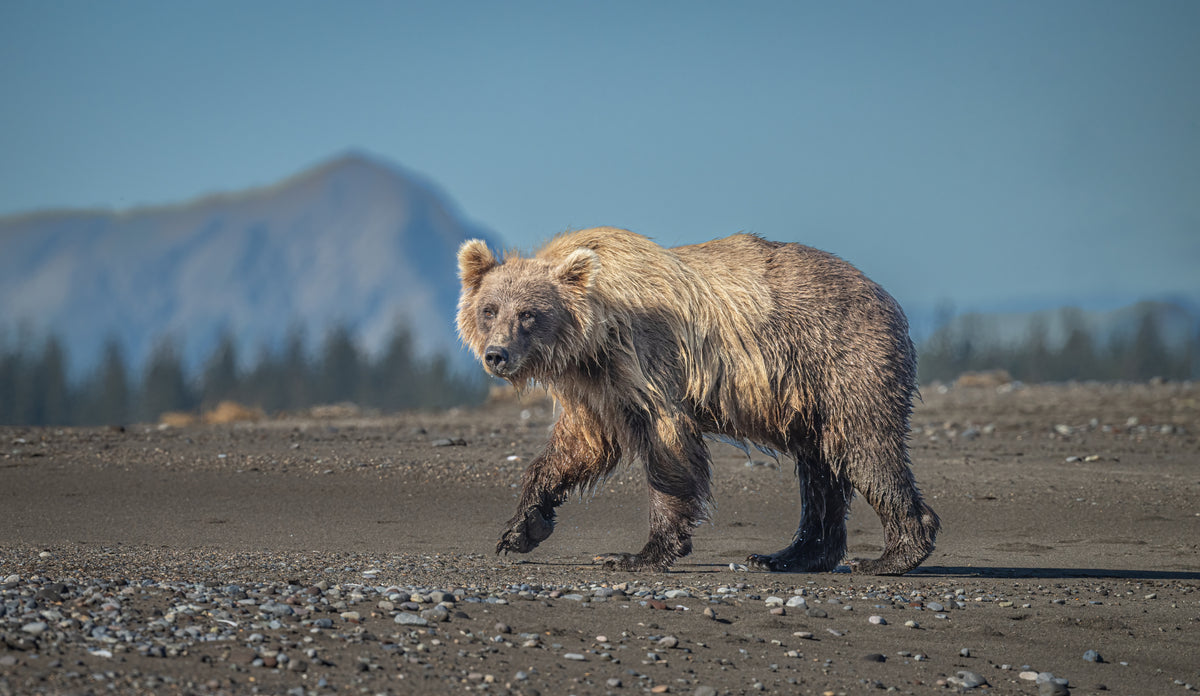 Ursus arctos horribilis Poster och Canvastavla