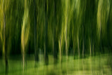 Schlosspark Laxenburg Poster och Canvastavla