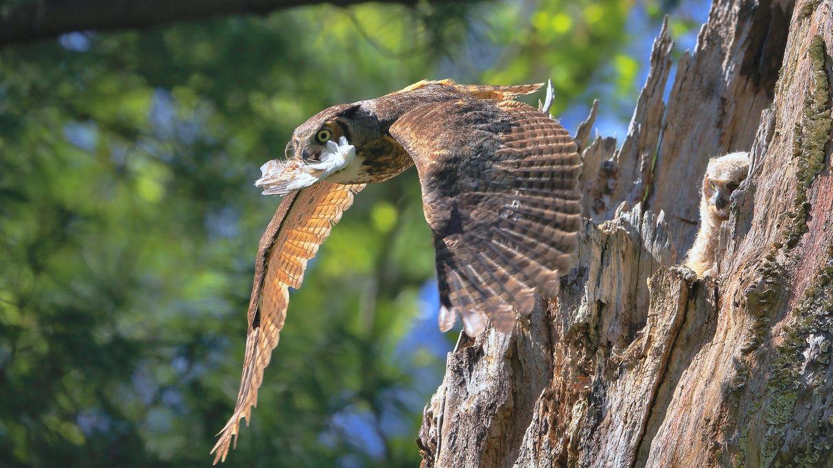 Great Horned Owl Poster och Canvastavla